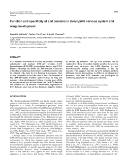Function and specificity of LIM domains in Drosophila nervous