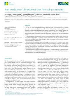 Root exudation of phytosiderophores from soilgrown wheat