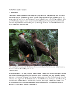 The Northern Crested Caracara