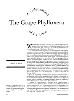 The Grape Phylloxera