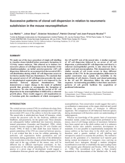 Clonal dispersion during neural tube formation - Development