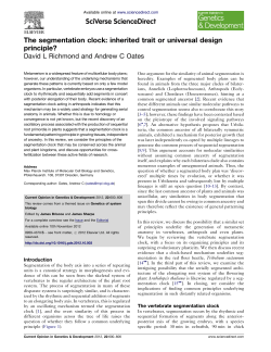 The segmentation clock: inherited trait or universal design principle?