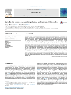 Cytoskeletal tension induces the polarized architecture of