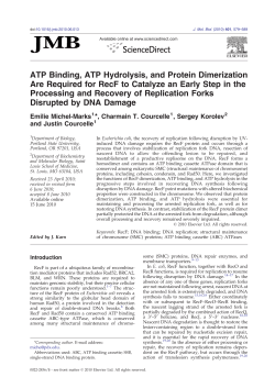 ATP Binding, ATP Hydrolysis, and Protein Dimerization Are