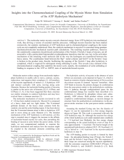 Insights into the Chemomechanical Coupling of the Myosin Motor