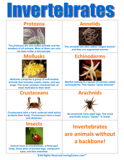 Invertebrates are animals without a backbone!