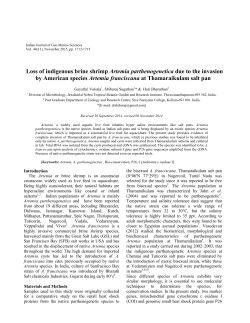Loss of indigenous brine shrimp Artemia parthenogenetica due to