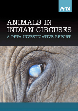 animals in indian circuses