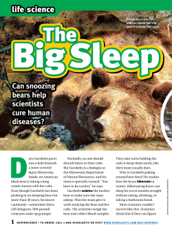 Can snoozing bears help scientists cure human diseases?