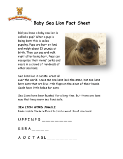 Baby Sea Lion Fact Sheet