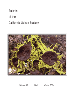 A Second Look at Letharia - The California Lichen Society