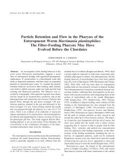 The Filter-Feeding Pharynx May Hav