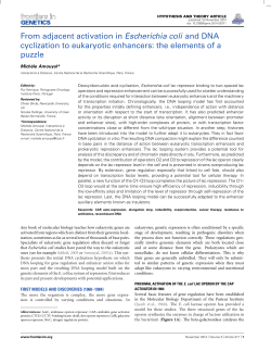 From adjacent activation in Escherichia coli and DNA cyclization to