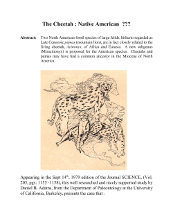 The Cheetah : Native American