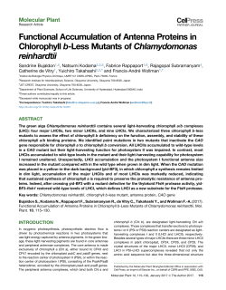 The functional accumulation of antenna proteins in chlorophyll b