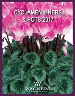 Cyclamen Liners and Pots 2017
