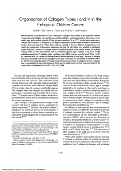 Organization of collagen types I and V in the embryonic
