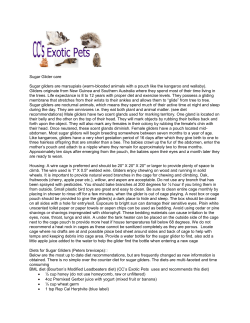 Sugar Glider care Sugar gliders are marsupials (warm