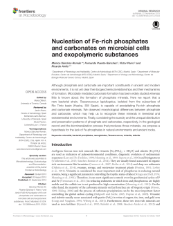Nucleation of Fe-rich phosphates and carbonates on microbial cells