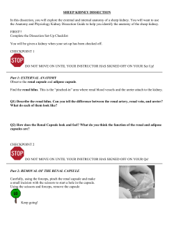SHEEP KIDNEY DISSECTION