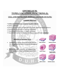 epithelium: types, location, functions