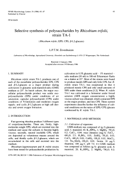 Selective synthesis of polysaccharides by Rhizobium trifolii, strain