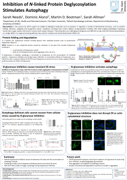 Inhibition of N-linked Protein Deglycosylation Stimulates Autophagy