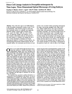Direct Cell Lineage Analysis in Drosophila melanogaster by Time