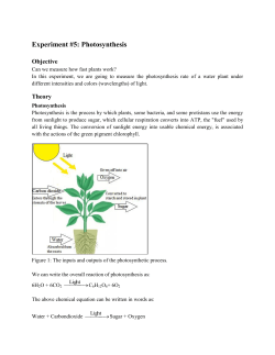 Experiment #5: Photosynthesis