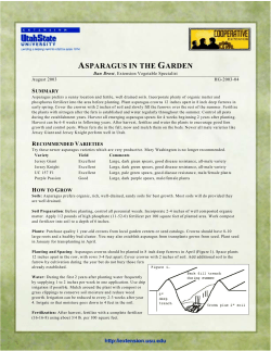 Asparagus in the Garden - Utah State University Extension