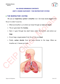 THE RESPIRATORY SYSTEM THE RESPIRATORY SYSTEM