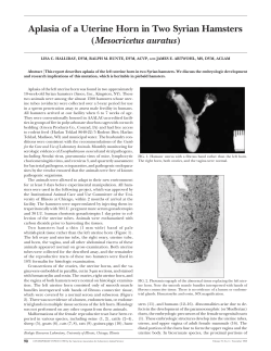 Aplasia of a Uterine Horn in Two Syrian Hamsters