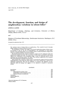 The development, function, and design of amphicoelous vertebrae