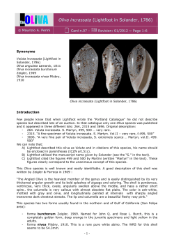 Oliva incrassata