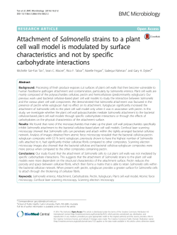 Attachment of Salmonella strains to a plant cell wall model is