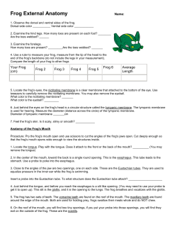 Frog External Anatomy