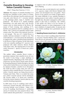 Camellia Breeding to Develop Yellow Camellia Flowers