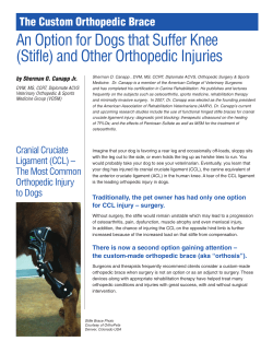 An Option for Dogs that Suffer Knee (Stifle) and Other Orthopedic