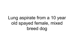 Lung aspirate from a dog