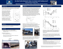 Are Beef Cattle Metabolic Rates Correlated with Feeding Level? Dr