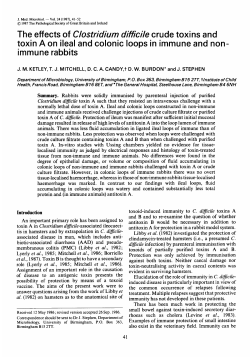 The effects of Clostridium dificile crude toxins and toxin A on ileal
