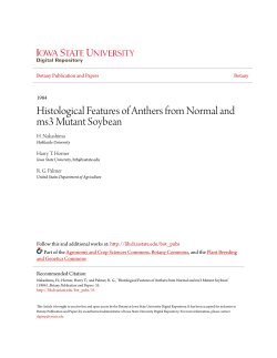 Histological Features of Anthers from Normal and ms3 Mutant
