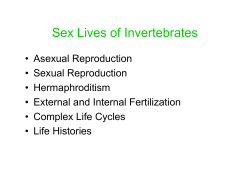Sex Lives of Invertebrates