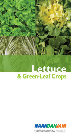 Lettuce - NaanDanJain