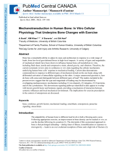 Mechanotransduction in human bone