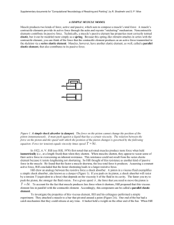 A Simple Muscle Model