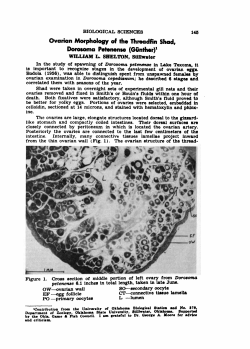 Ovarian Morphology of the Threadfin Shad, Dorosoma petenense