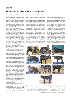 Buffalo cloning: what we have achieved so far