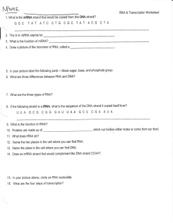 RNA transcription worksheet