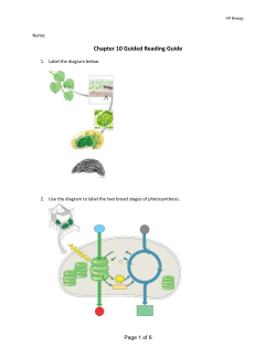 Photosynthesis Reading Guide